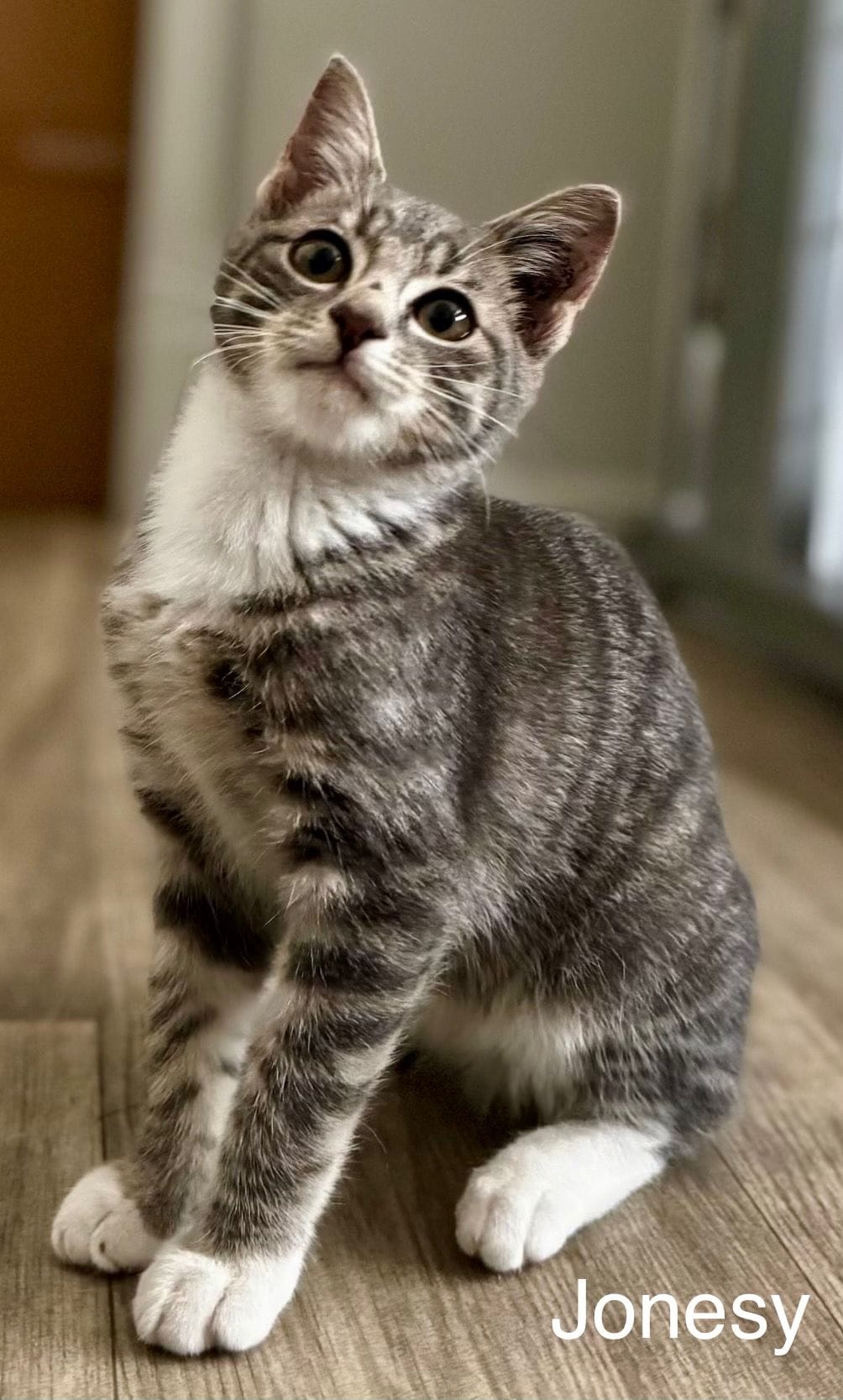 Jonesy Jonesy